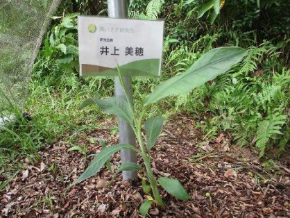 2021年7月25日の島バナナの苗(井上株)