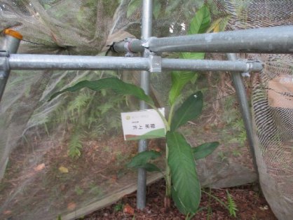2021年8月22日の島バナナの苗(井上株)