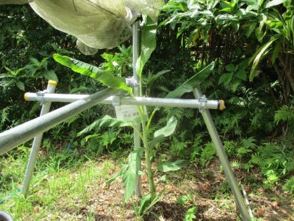 2021年9月5日の島バナナの苗(井上株)
