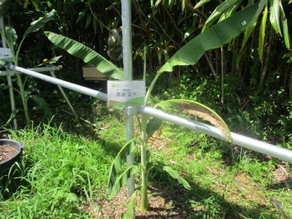 2021年9月19日の島バナナの苗(森田株)