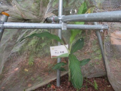 2021年8月22日の島バナナの苗(井上株)