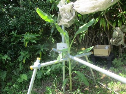 2021年9月19日の島バナナの苗(井上株)