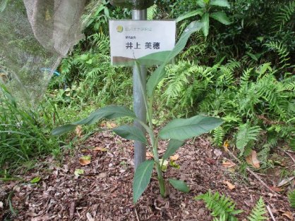 2021年8月6日の島バナナの苗(井上株)