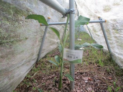 2021年8月22日の島バナナの苗(森田株)