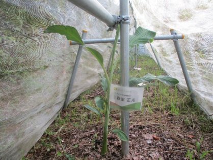 2021年8月22日の島バナナの苗(森田株)