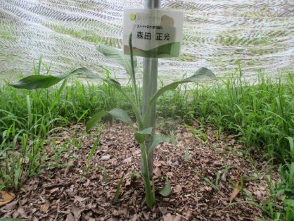 2021年8月6日の島バナナの苗(森田株)