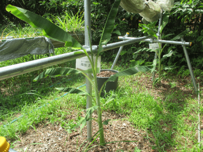 2021年9月6日の島バナナの苗(森田株)