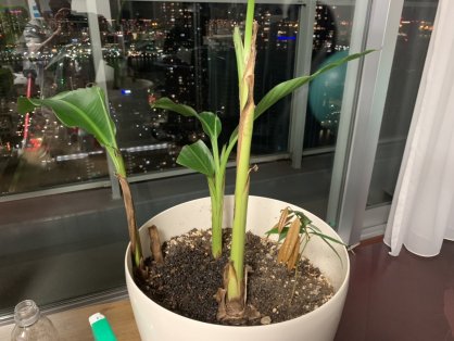 島バナナを知るために参考にアケビバナナを育て実ができた