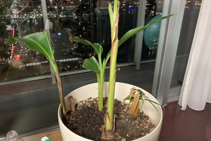 【島バナナ研究の一環】アケビバナナの生育（2022/01/30）