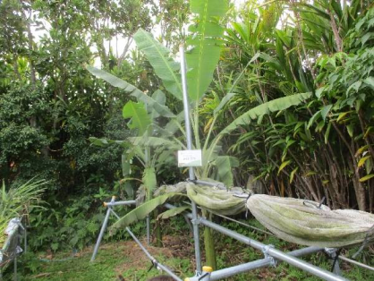 2022年2月12日の島バナナの苗(森田株)