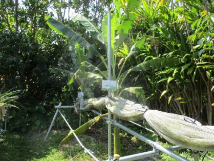 島バナナの苗(森田株)