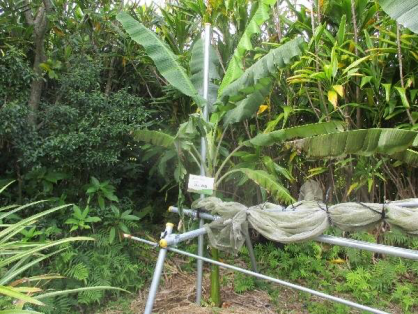 2022年3月13日の島バナナの苗(井上株)