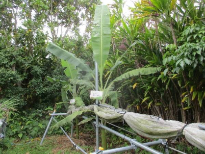 台風を経ての島バナナの苗(森田株)