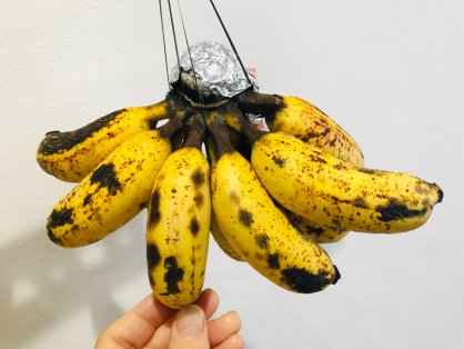 島バナナの根元をアルミホイルで包んだ様子