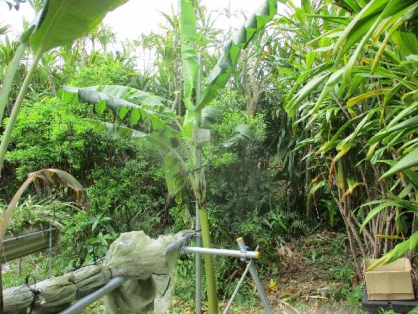 2022年4月10日の島バナナの苗(井上株)