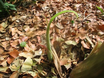 2022/4/24　吸芽を確認(森田株)