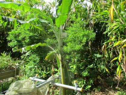 2022年4月24日の島バナナの苗(井上株)