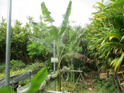 2022/5/5　島バナナの苗(森田株)