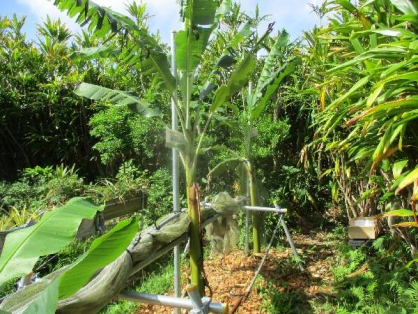 2022/4/24　島バナナの苗(森田株)