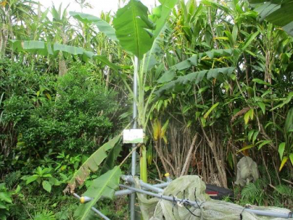 2022年4月10日の島バナナの苗(井上株)