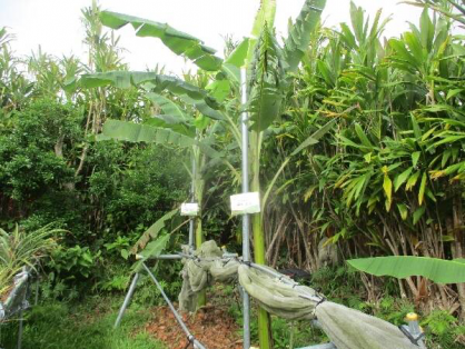 2022/5/8　島バナナの苗(森田株)