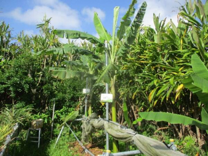 2022/5/22　島バナナの苗(森田株)