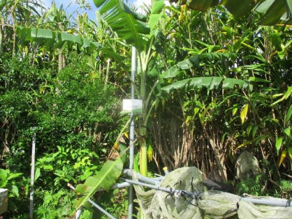 2022年5月22日の島バナナの苗(井上株)