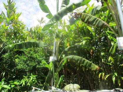 2022年6月19日の島バナナの苗(井上株)