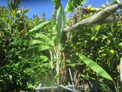 2022年7月9日の島バナナの苗(井上株)