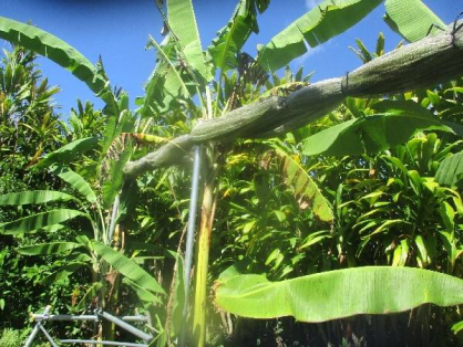 2022/7/9　島バナナの苗(森田株)