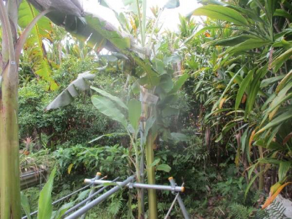 2022年7月9日の島バナナの苗(井上株)