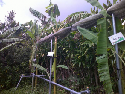 2022/7/9　島バナナの苗(森田株)