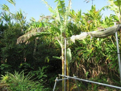 島バナナ第1期株B