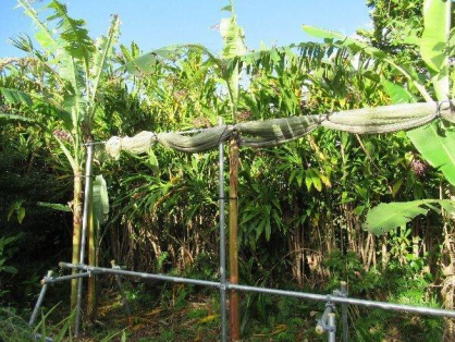 島バナナ1期株A