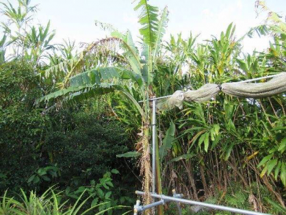 島バナナ第1期株B