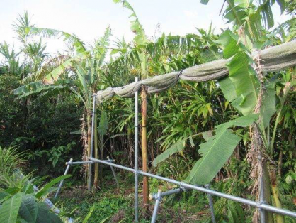 島バナナ1期株A