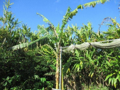 島バナナ第1期株B