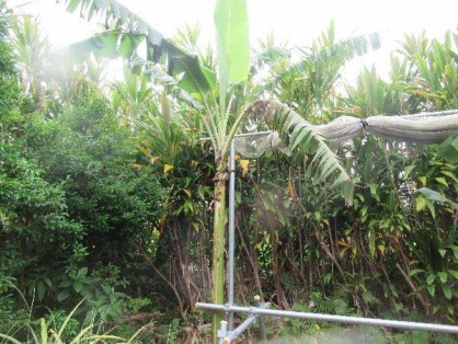 島バナナ第1期株B2023.4.30