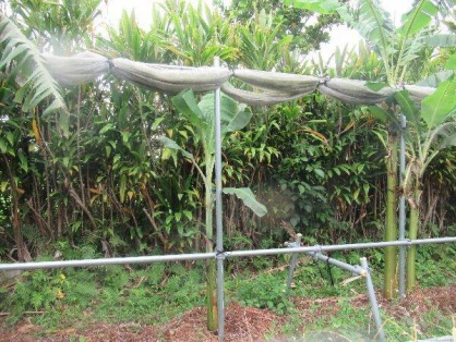 島バナナ1期株A2023.4.30