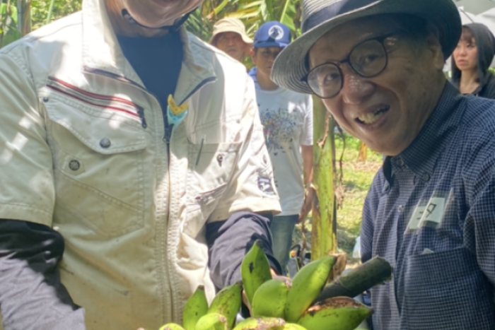島バナナ栽培技術確立プロジェクト 高橋 健さんの島バナナ畑で収穫体験をしました　2023/6/25