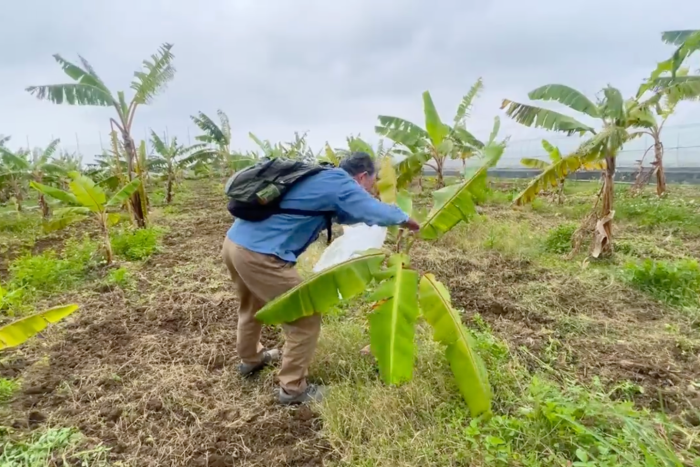 千葉大学 文学部教授 小谷真吾さんに遺伝子証拠標本として78ハーブ園さんの島バナナの葉を採取していただきました。2024/2/28