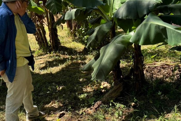 酒井 規雄さんが管理する本部町伊豆味にあるバナナ畑を見学しました。　2024/06/24