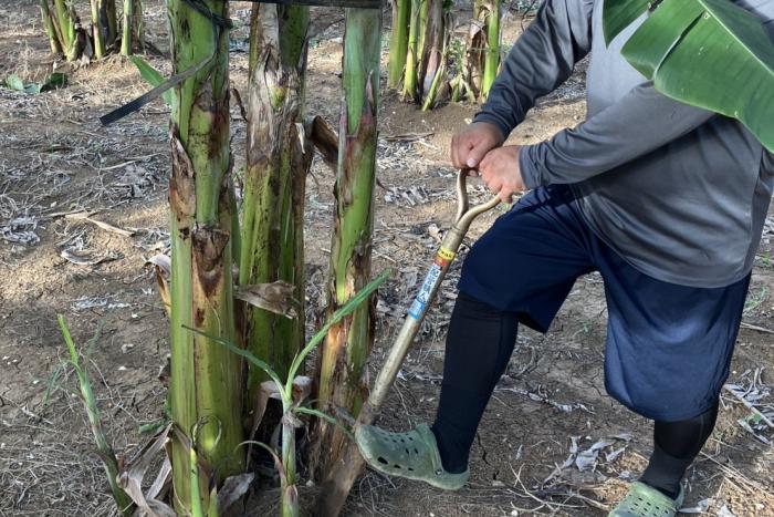 静岡県伊豆半島で島バナナ栽培に挑戦される方へ、苗提供と栽培指導を開始しました。2025/06/13