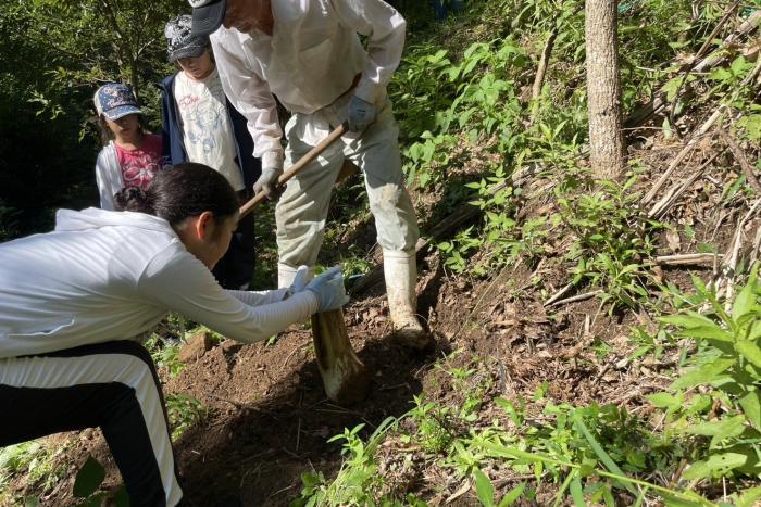 鹿児島県薩摩川内市の折小野さんの畑に島バナナ株分け定植 2025/08/24