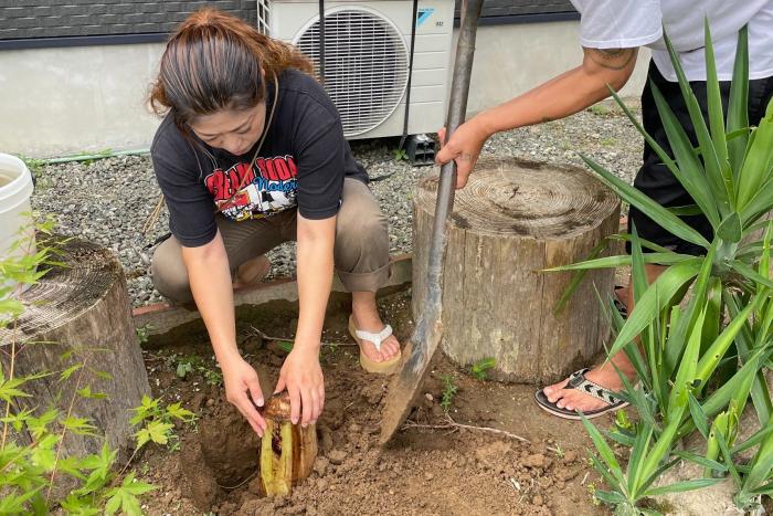 鹿児島県薩摩川内市の上屋さんの庭に島バナナ株分け定植 2025/08/24