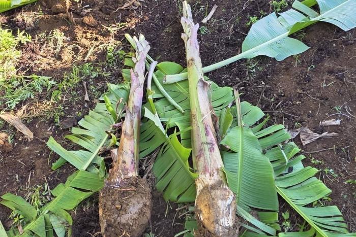沖縄県外でもご縁のある方の畑や庭に島バナナを植えていただく活動を開始 2025/08/21