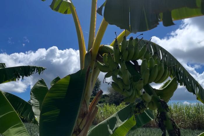 「森田さんの島バナナ農園」で、初めての実りを迎えました。2025/10/07