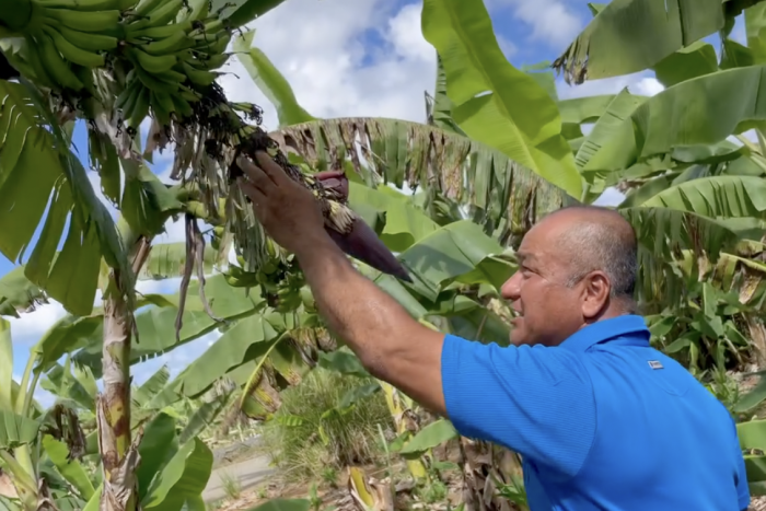 宮古島 上地さんの島バナナ農場を視察しました。　2025/10/06