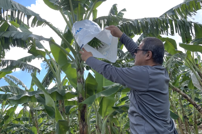 宮古島wakwakさんの島バナナ農場を視察しました。　2025/10/06
