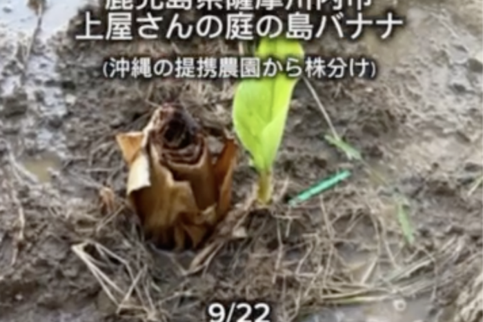 鹿児島県薩摩川内市の上屋さんに島バナナを植えていただき1ヶ月半の経過　2025/10/21